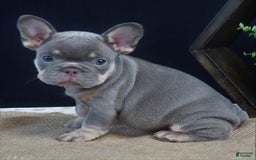 French Bulldog dogs for sale: Khloe - Image 1