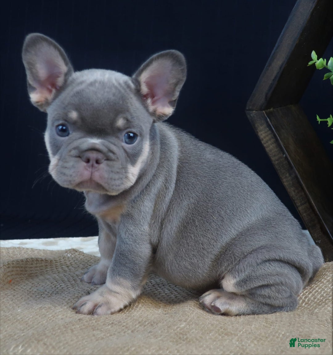 French Bulldog dogs for sale: Khloe - Image 1