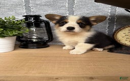 Welsh Corgi Pembroke dogs for sale: Chuck - Image 7