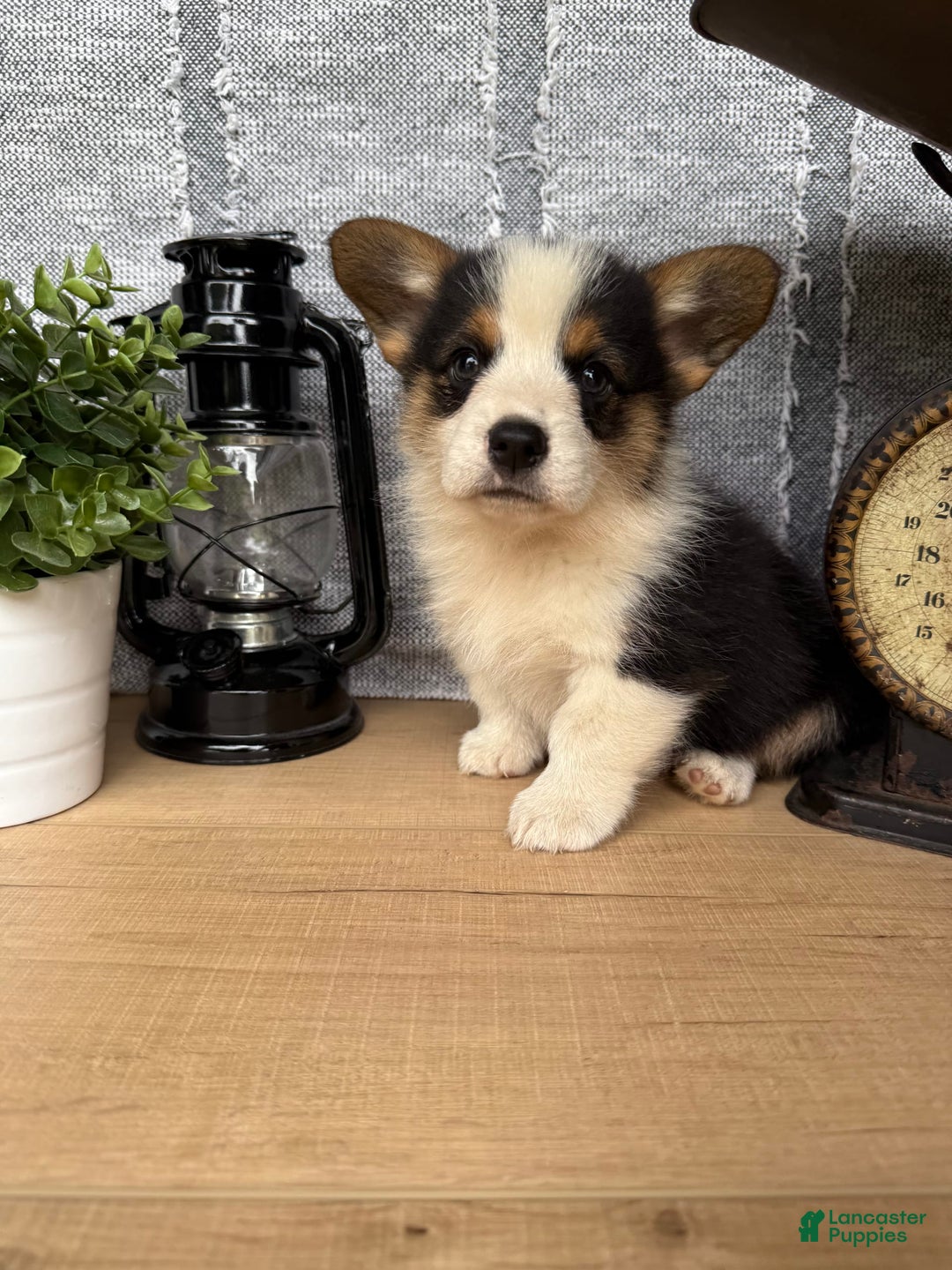 Welsh Corgi Pembroke dogs for sale: Chuck - Image 7
