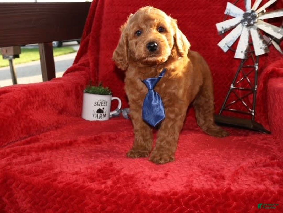 Mini Goldendoodle dogs for sale: Sammy - Image 3