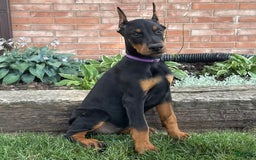 Doberman Pinscher dogs for sale: Selene - Image 4