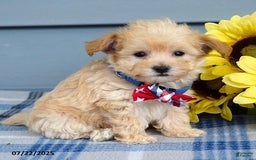 Maltipoo dogs for sale: Nixon - Image 4