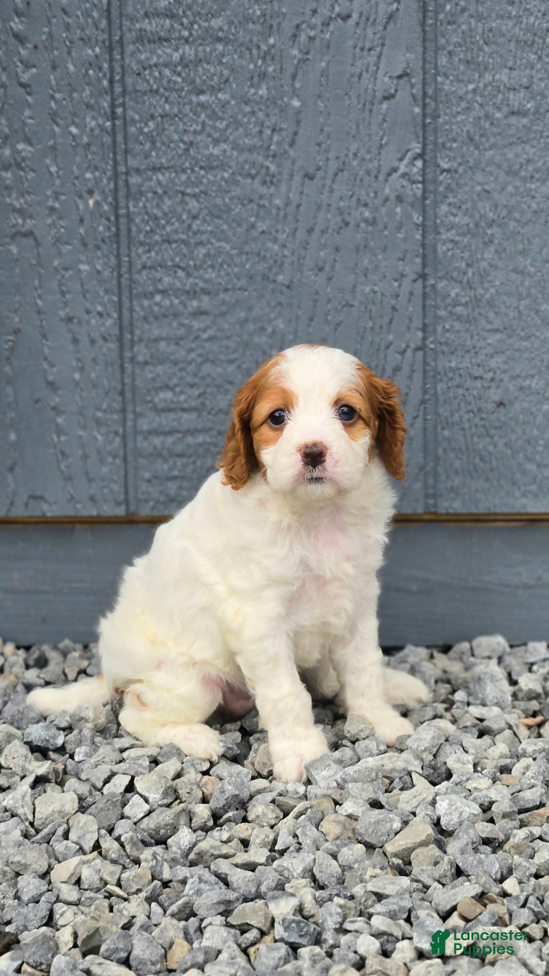 Cavapoo dogs for sale: Ellie - Image 7