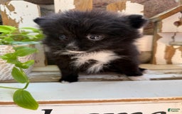 Pomeranian dogs for sale: Fluffy - Image 5