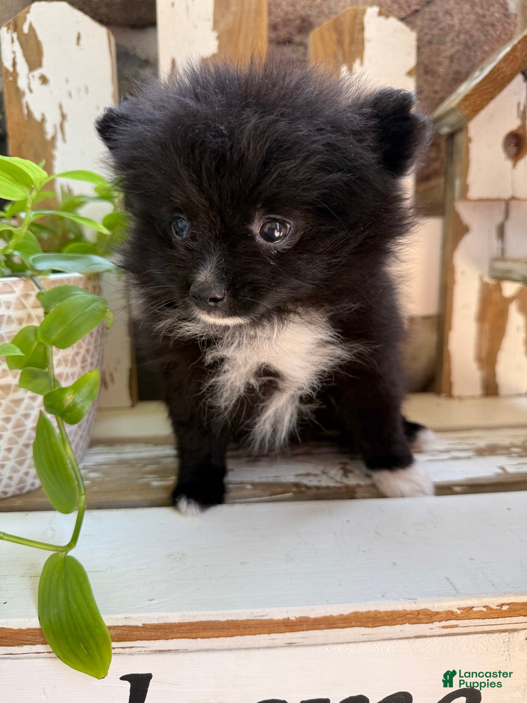 Pomeranian dogs for sale: Fluffy - Image 5