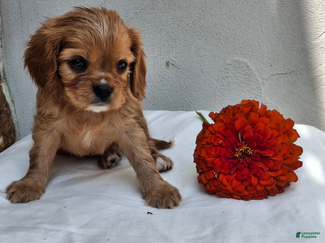 Cavalier King Charles Spaniel dogs for sale: Starlight - Image 1