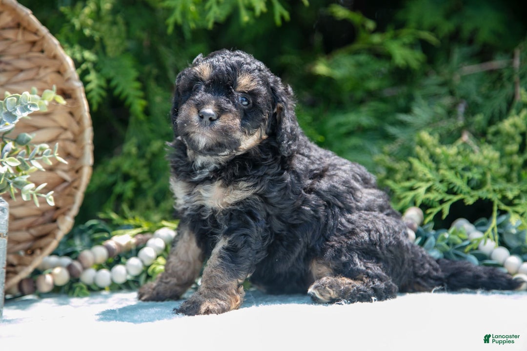 Mini Bernedoodle dogs for sale: Kairo - Image 4