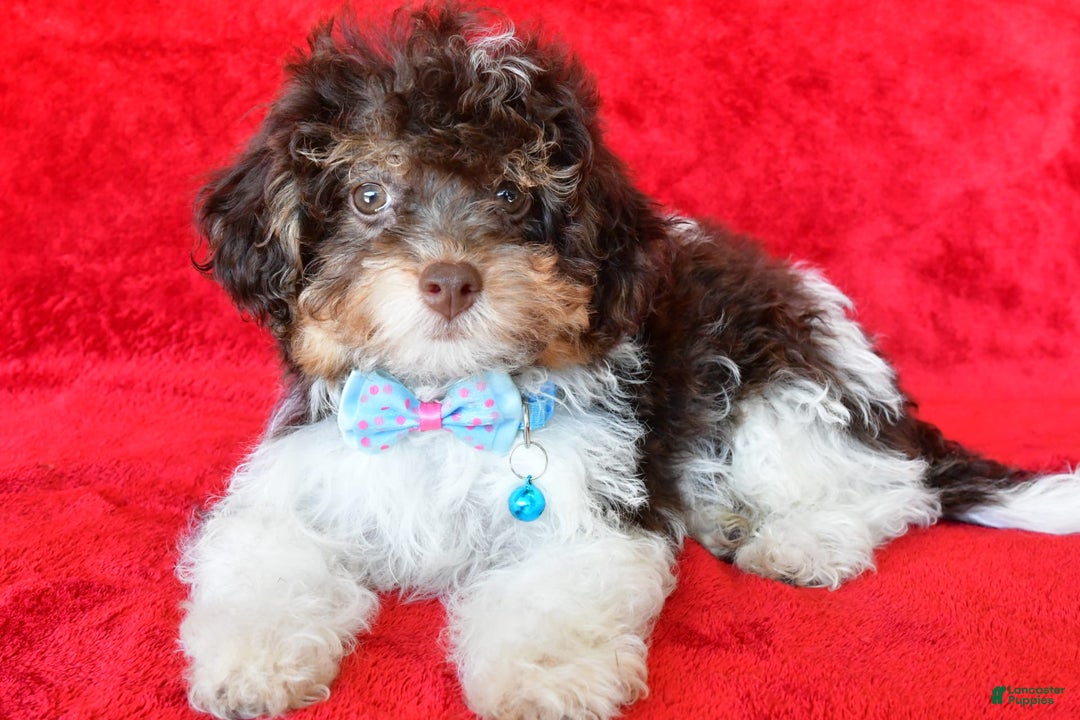 Shihpoo dogs for sale: Tysona - Image 6