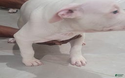 American Bully dogs for sale: Diamond - Image 9