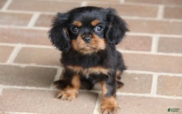 Cavalier King Charles Spaniel dogs for sale: Bentley - Image 21