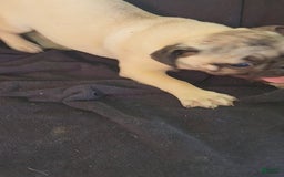 Pug dogs for sale: Clyde - Image 7