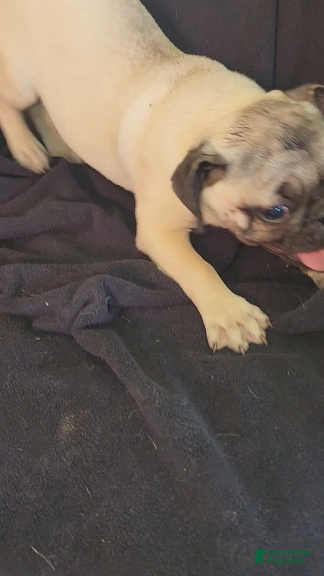 Pug dogs for sale: Clyde - Image 7