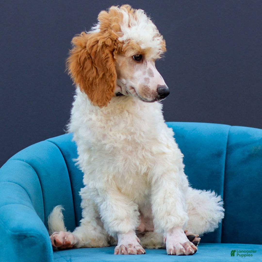 Standard Poodle dogs for sale: Rogan - Image 6