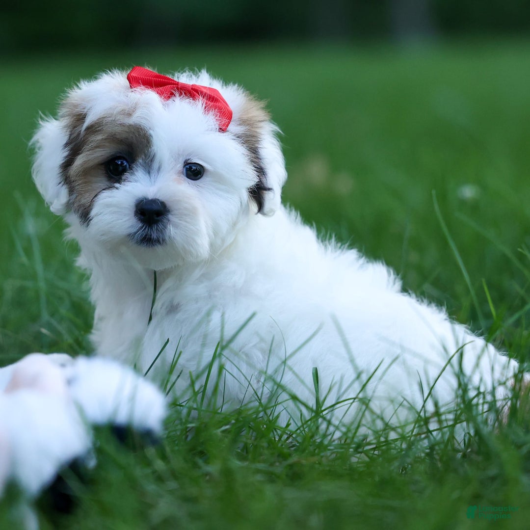 Shihpoo dogs for sale: Sage - Image 25