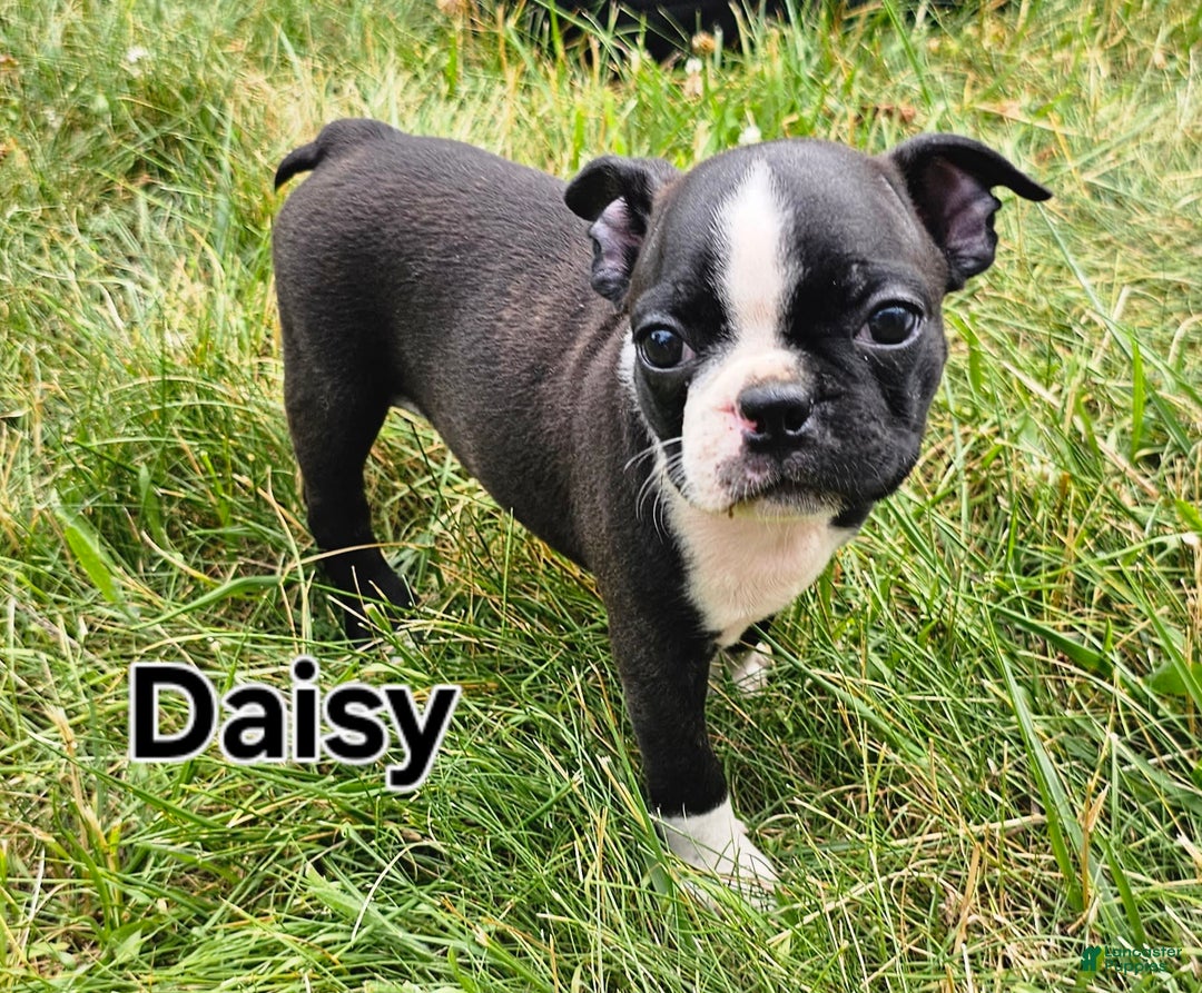 Boston Terrier dogs for sale: Daisy - Image 1