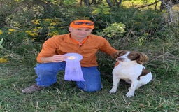 English Springer Spaniel dogs for sale: Chase - Image 3