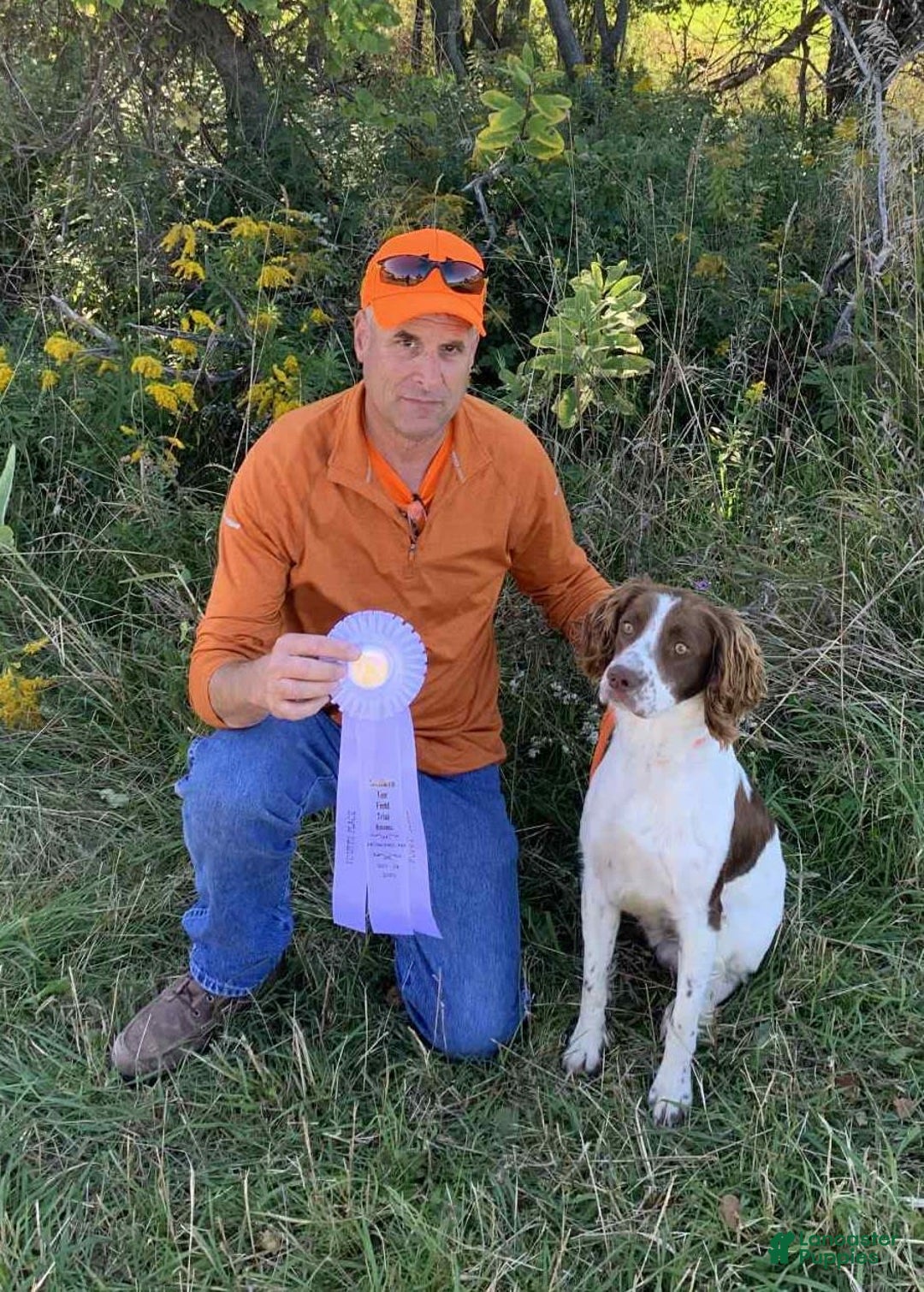 English Springer Spaniel dogs for sale: Chase - Image 3