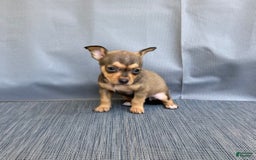 Chihuahua dogs for sale: Remi - Image 14