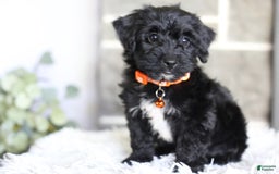 Yorkiepoo dogs for sale: Roo - Image 7