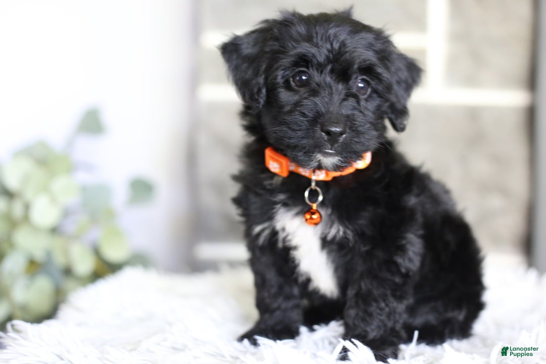 Yorkiepoo dogs for sale: Roo - Image 7