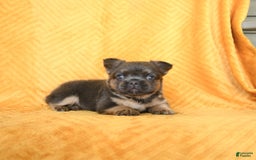French Bulldog dogs for sale: Luca - Image 3