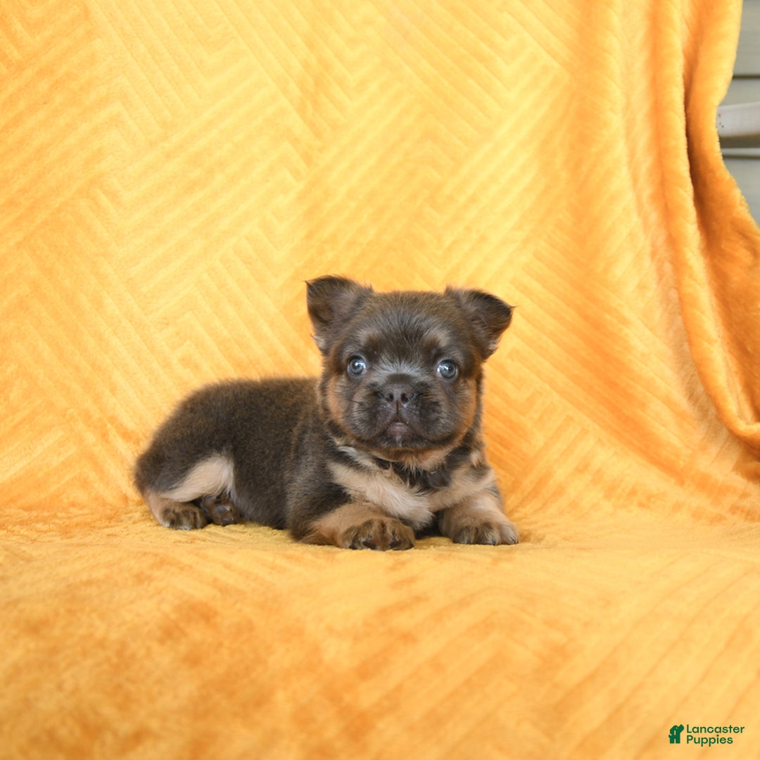 French Bulldog dogs for sale: Luca - Image 3