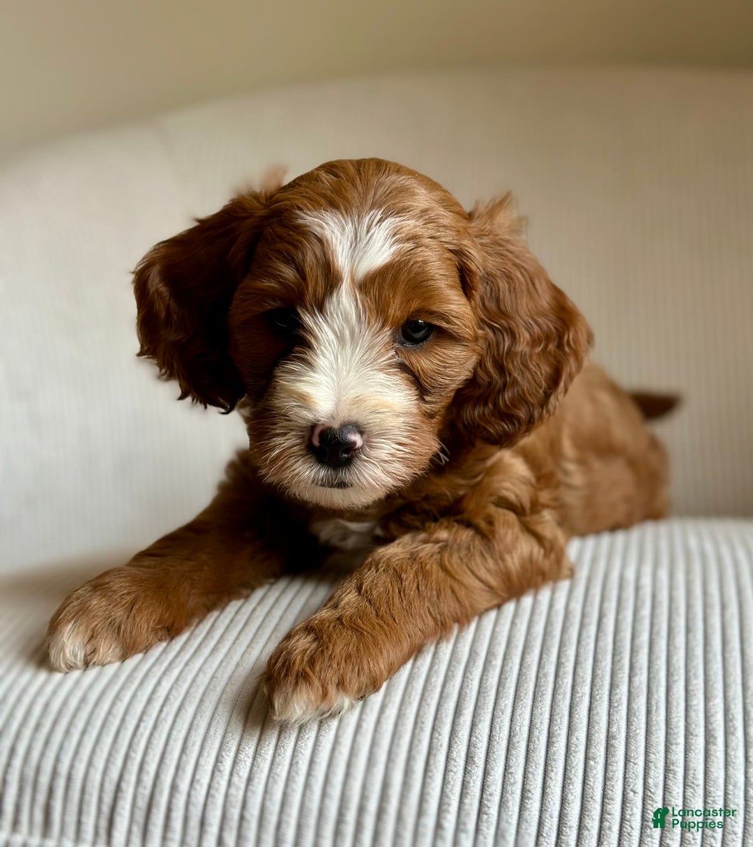 Mini Goldendoodle dogs for sale: Ranger - Image 8