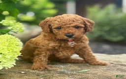 Mini Goldendoodle dogs for sale: Isla - Image 2