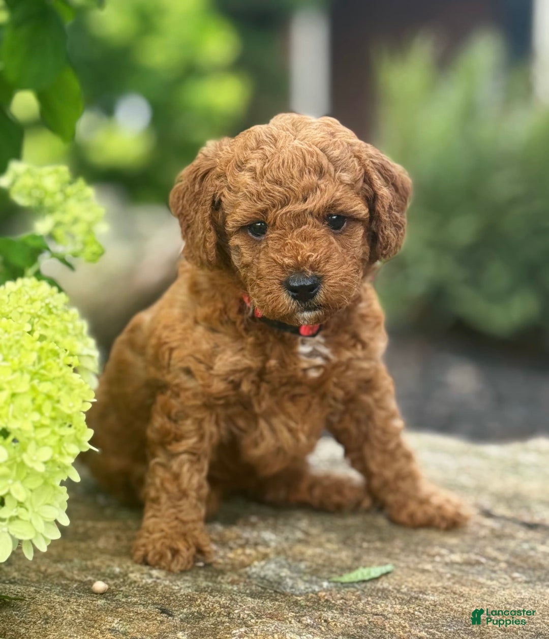 Mini Goldendoodle dogs for sale: Isla - Image 2
