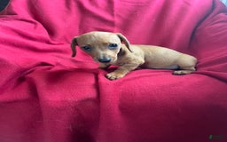 Dachshund dogs for sale: Sandy - Image 5