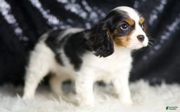 Cavalier King Charles Spaniel dogs for sale: Emerald - Image 4