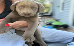 Labrador Retriever dogs for sale: Dolly - Image 2