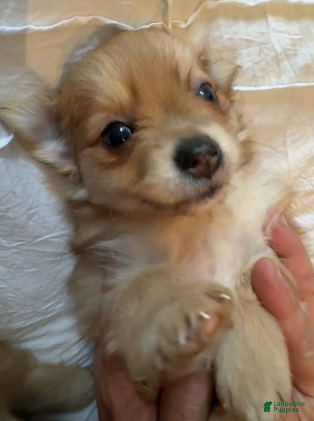 Pomeranian dogs for sale: Jill - Image 4