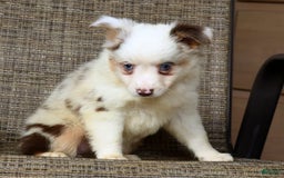  dogs for sale: Sandy - Image 7