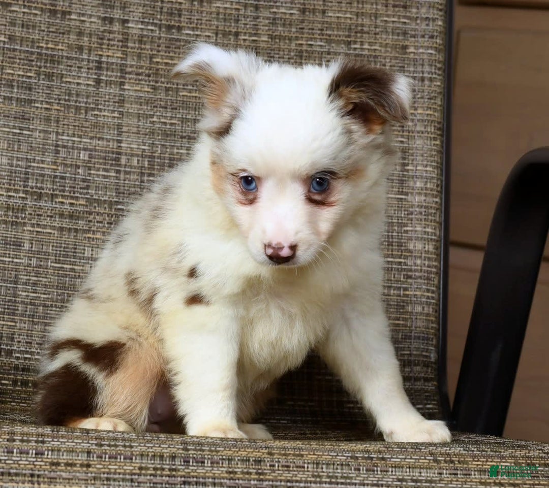  dogs for sale: Sandy - Image 7