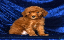 Mini Goldendoodle dogs for sale: Duke - Image 5