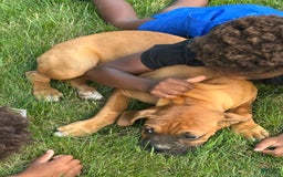 Boxer dogs for sale: Chaz - Image 1