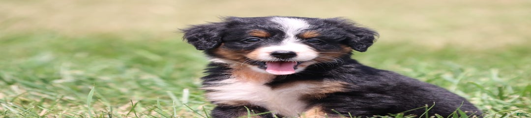 Smiles