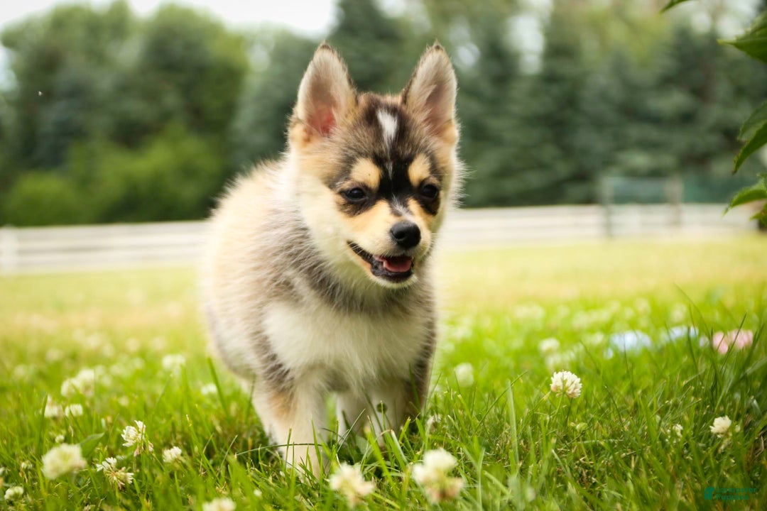 Pomsky dogs for sale: Fira - Image 9