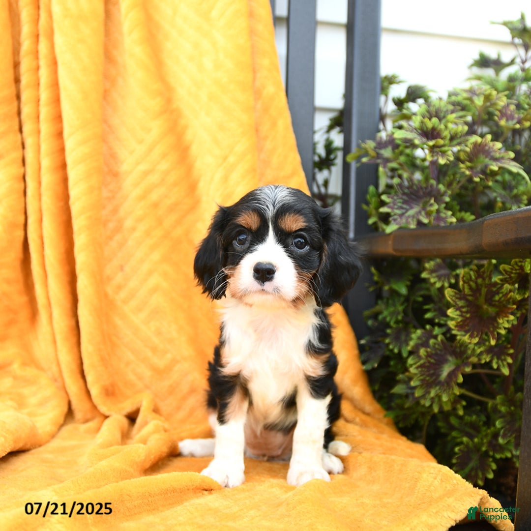 Cavalier King Charles Spaniel dogs for sale: Ginger - Image 5