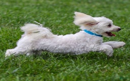 Maltese dogs for sale: Sterling - Image 6