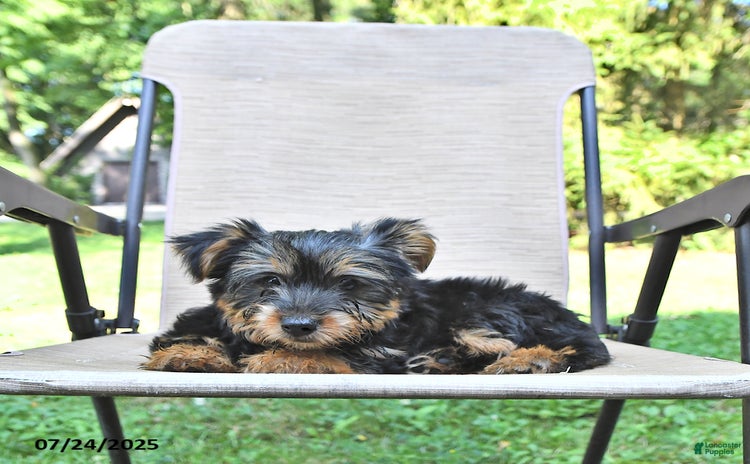 Yorkshire Terrier dogs for sale - Ad 3