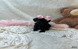 Morkie dogs for sale: Honey - Image 2