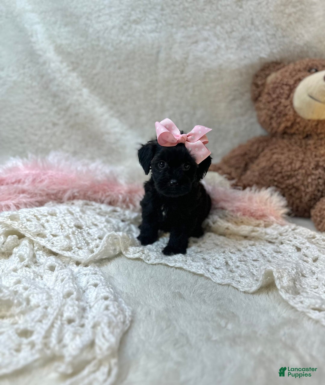 Morkie dogs for sale: Honey - Image 2