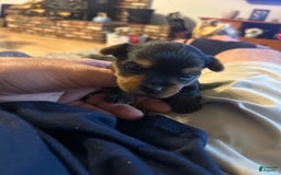Yorkshire Terrier dogs for sale: Big Red Bubble Gum - Image 2