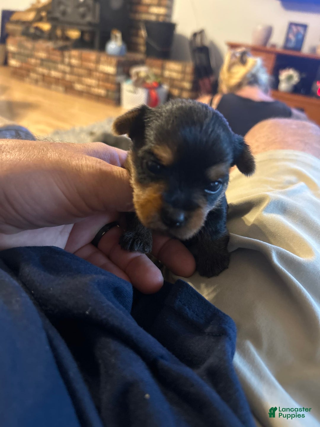Yorkshire Terrier dogs for sale: Big Red Bubble Gum - Image 2