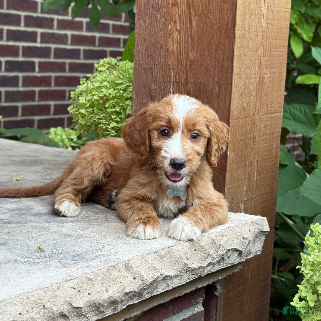 Goldendoodle dogs for sale: Abby - Image 8