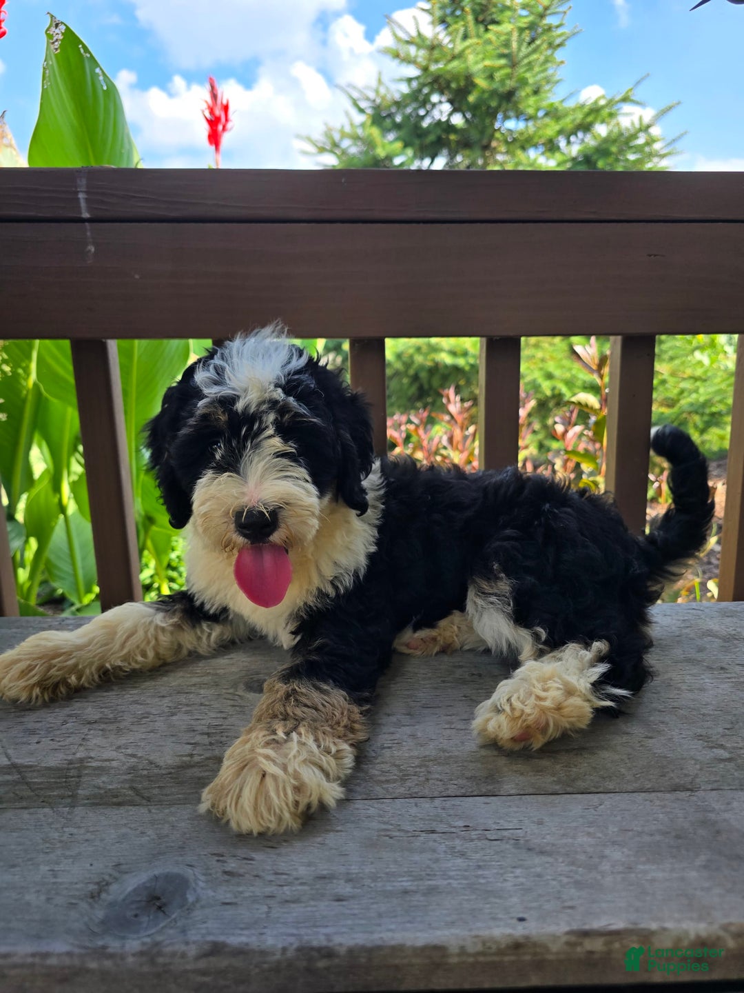 Bernedoodle dogs for sale: Charlie - Image 4