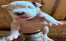 Dogo Argentino dogs for sale: M5 - Image 6